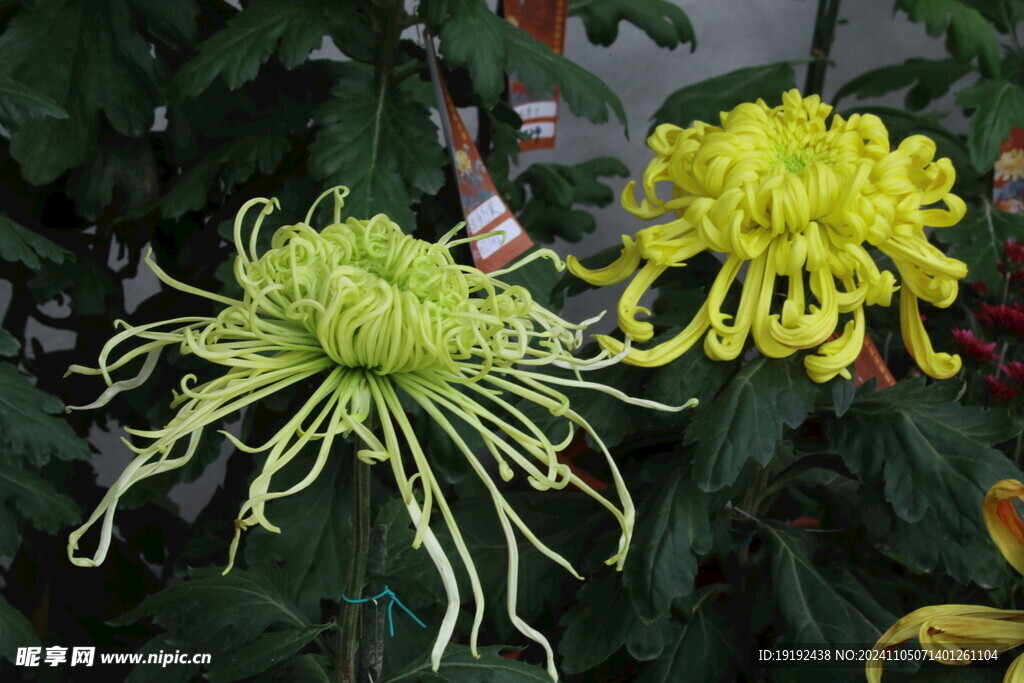 菊花  