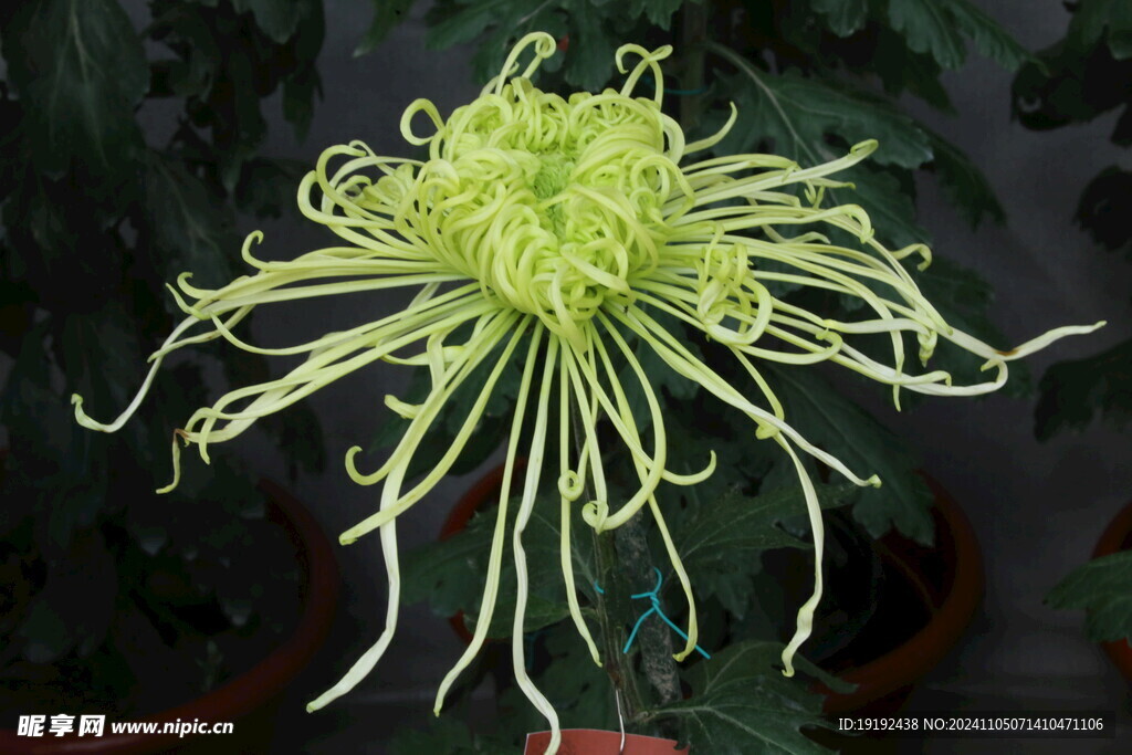 菊花  