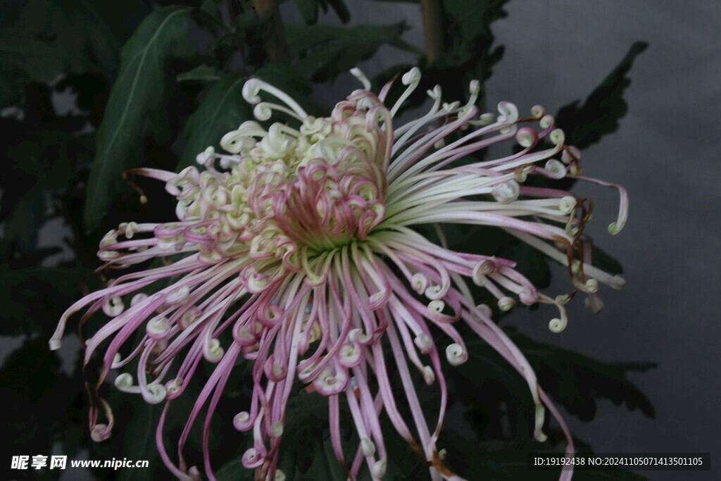 菊花  