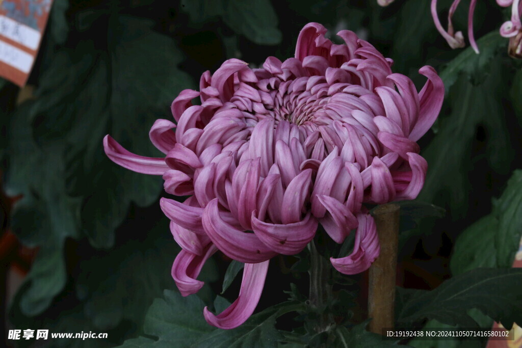 菊花  