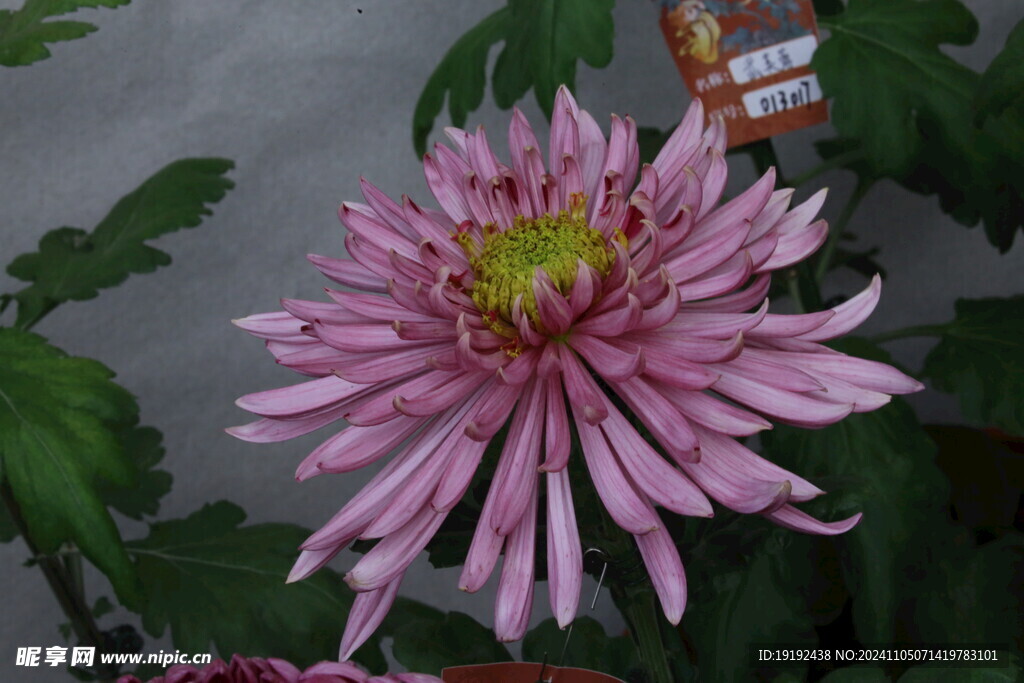 菊花  