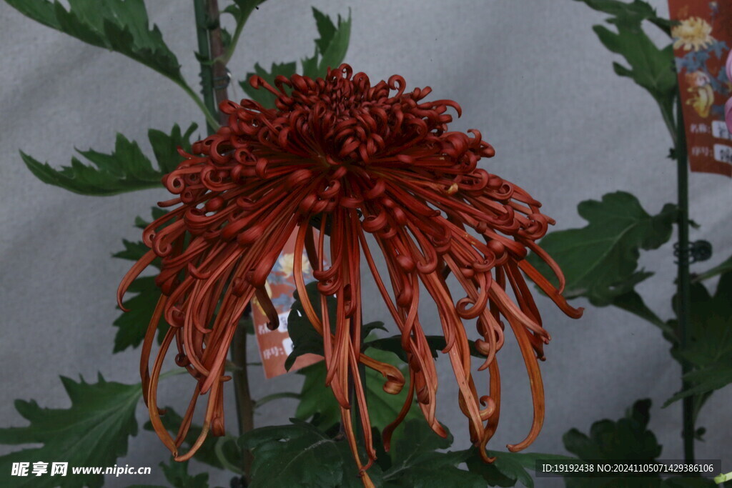 菊花  