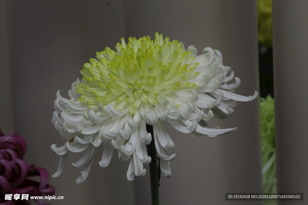 菊花  