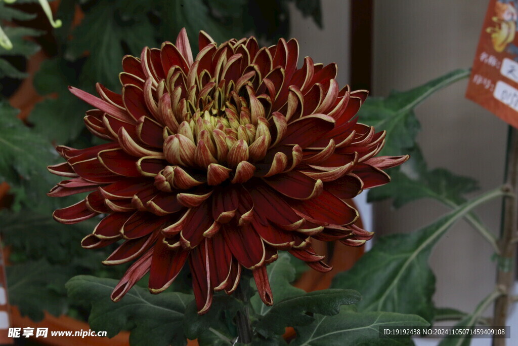 菊花  