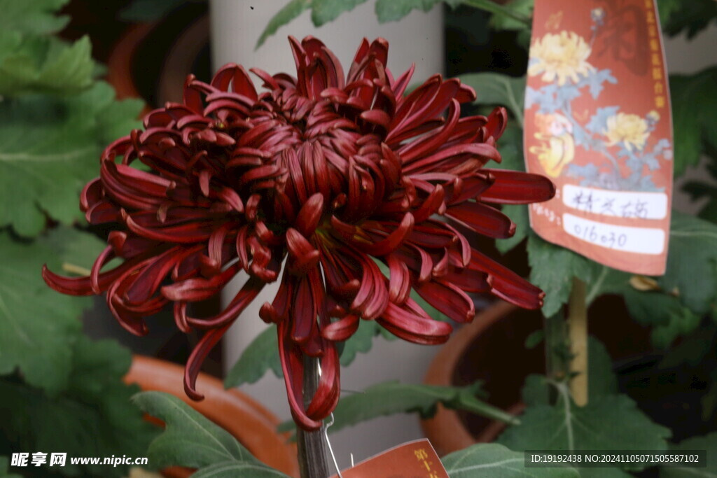 菊花 