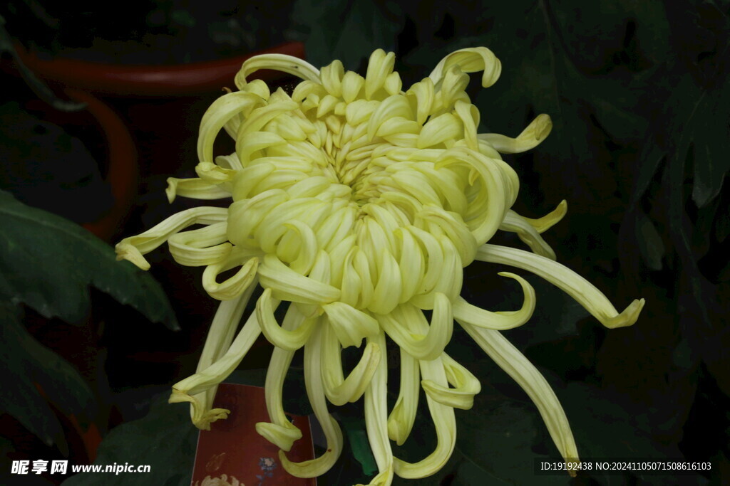 菊花 
