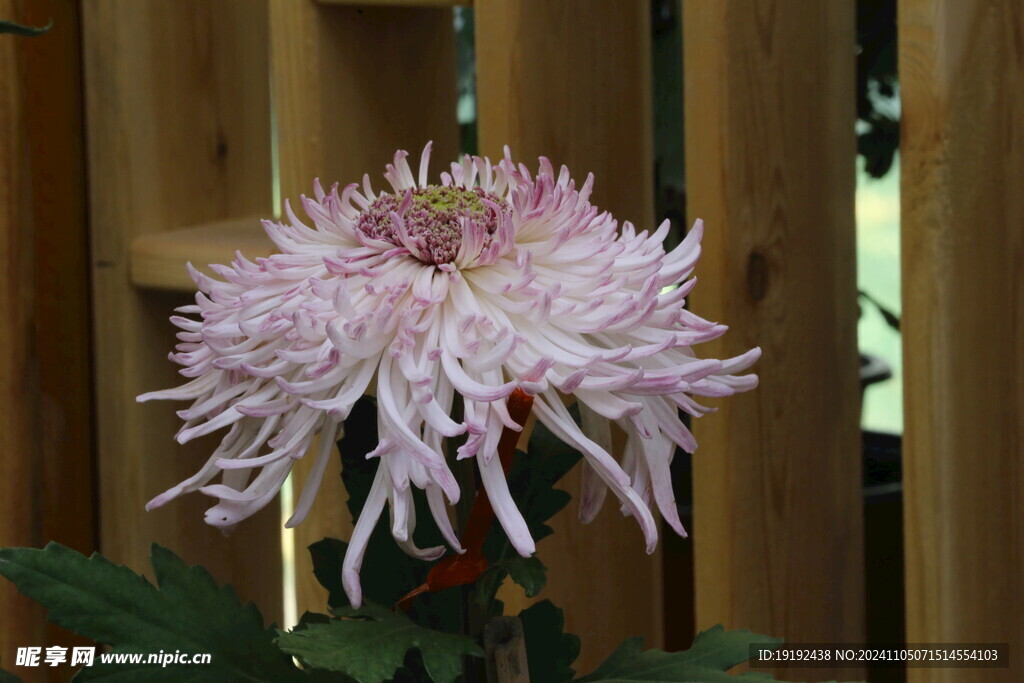 菊花  