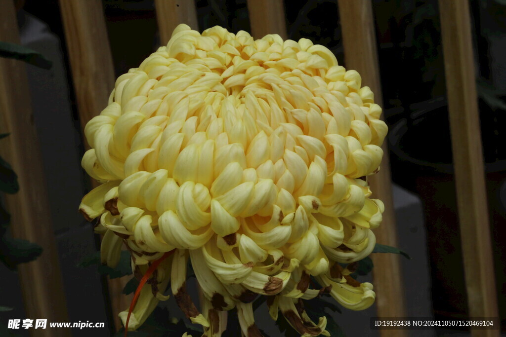 菊花  