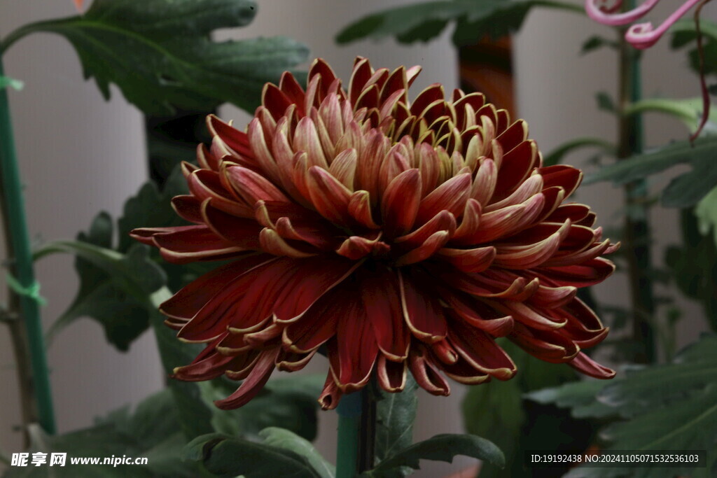 菊花 