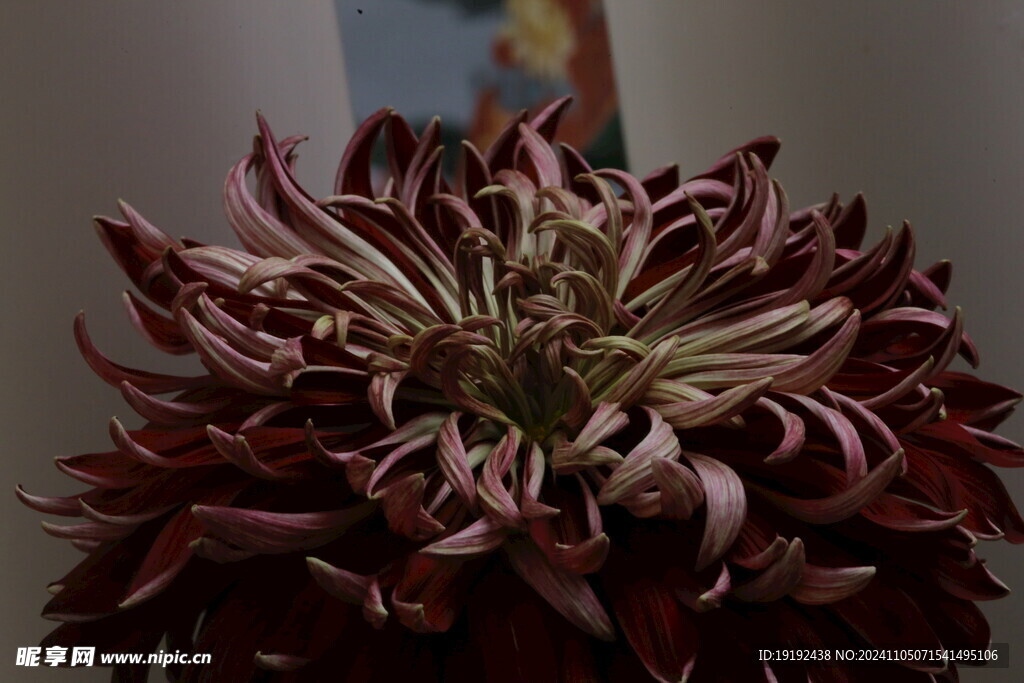 菊花 