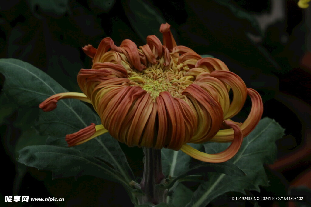 菊花  