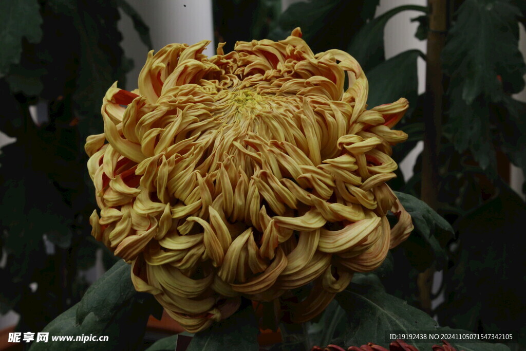 菊花  