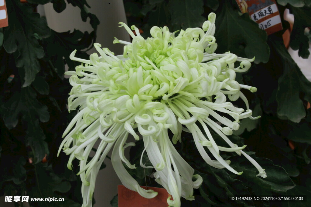 菊花 