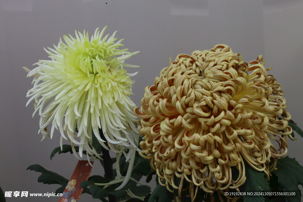 菊花 
