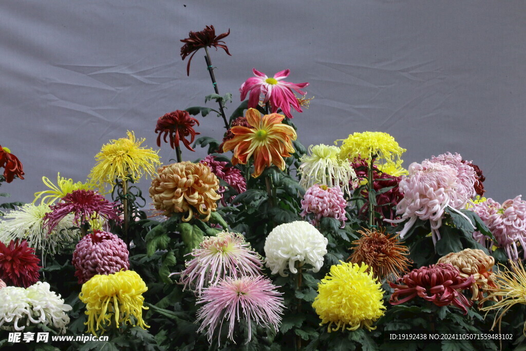 菊花 