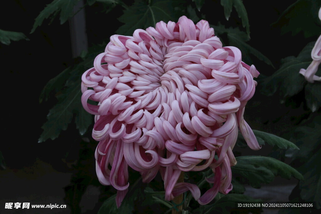 菊花 