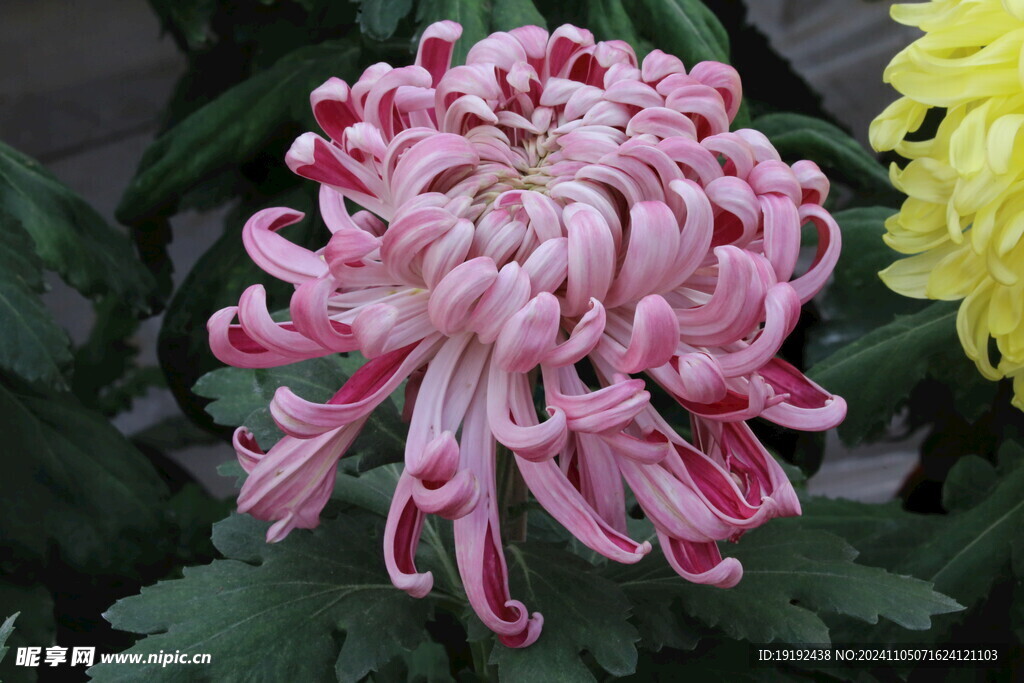 菊花  