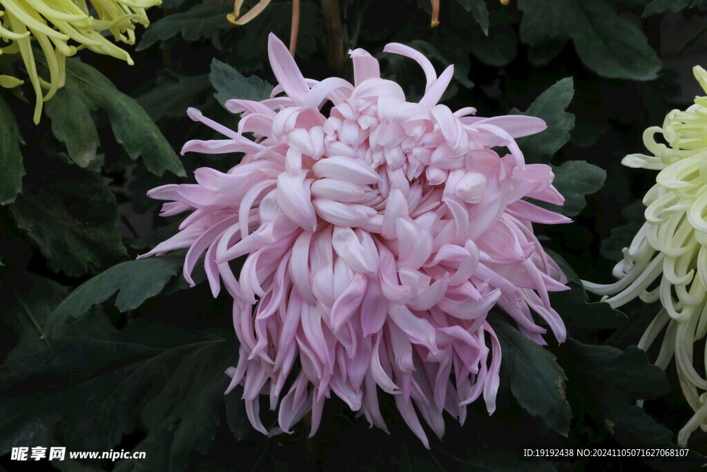 菊花  