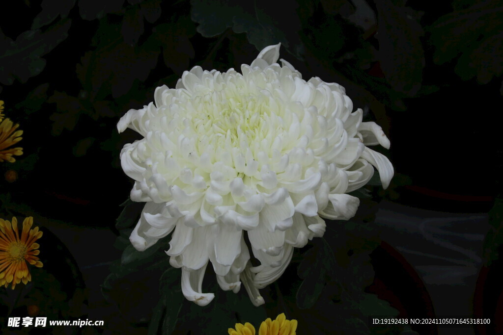 菊花  