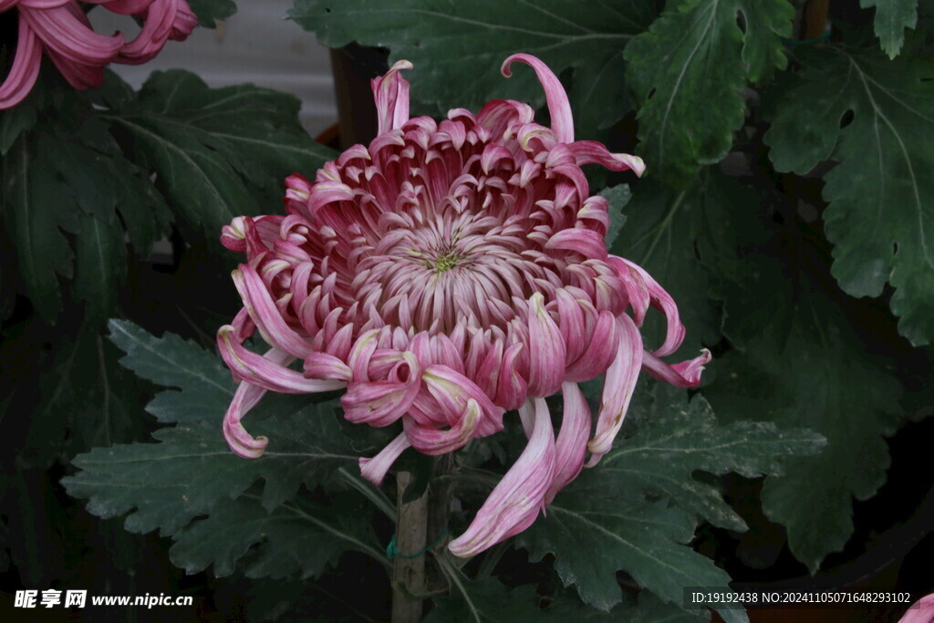 菊花  