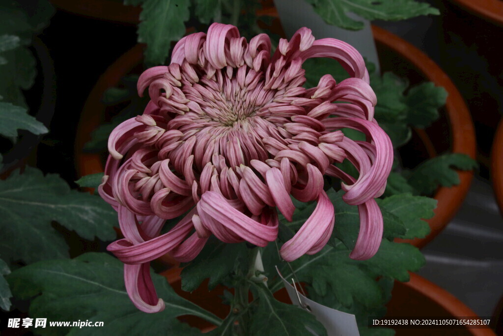 菊花  