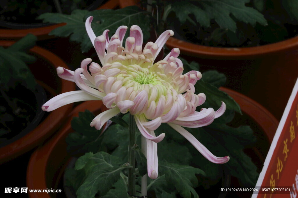 菊花 