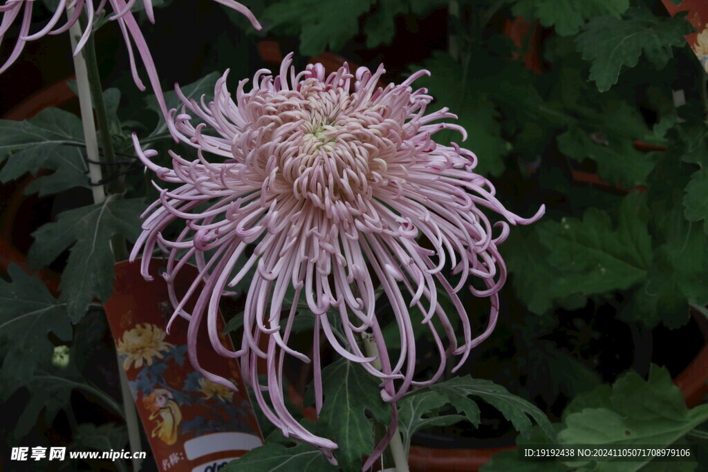 菊花  