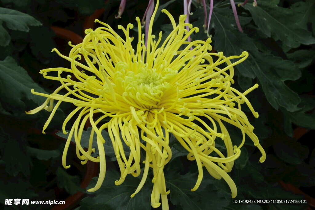 菊花  