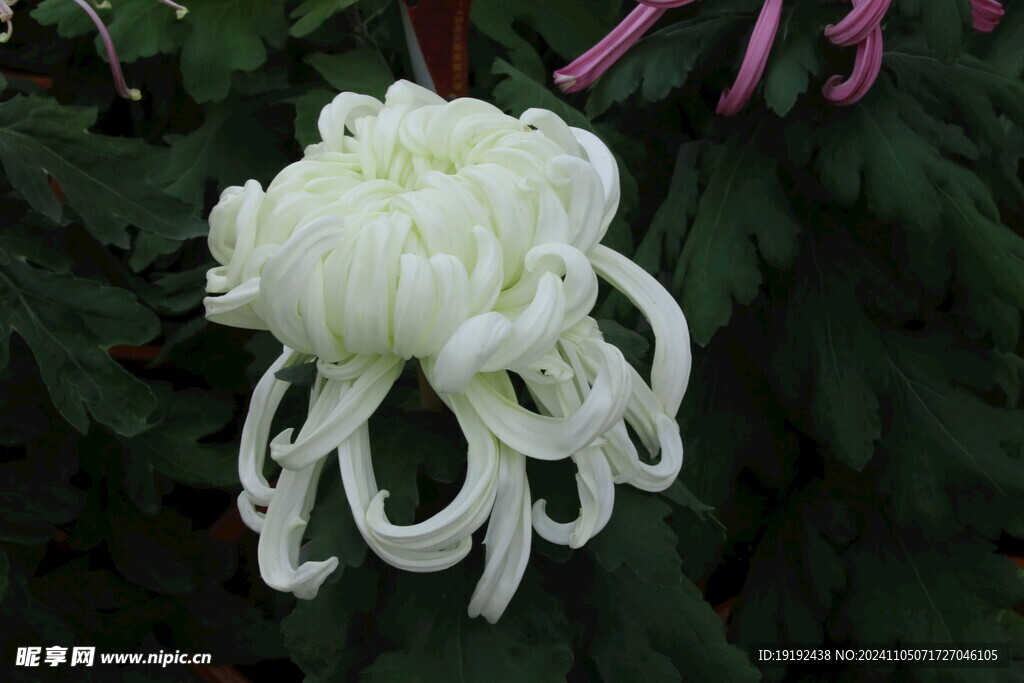 菊花 