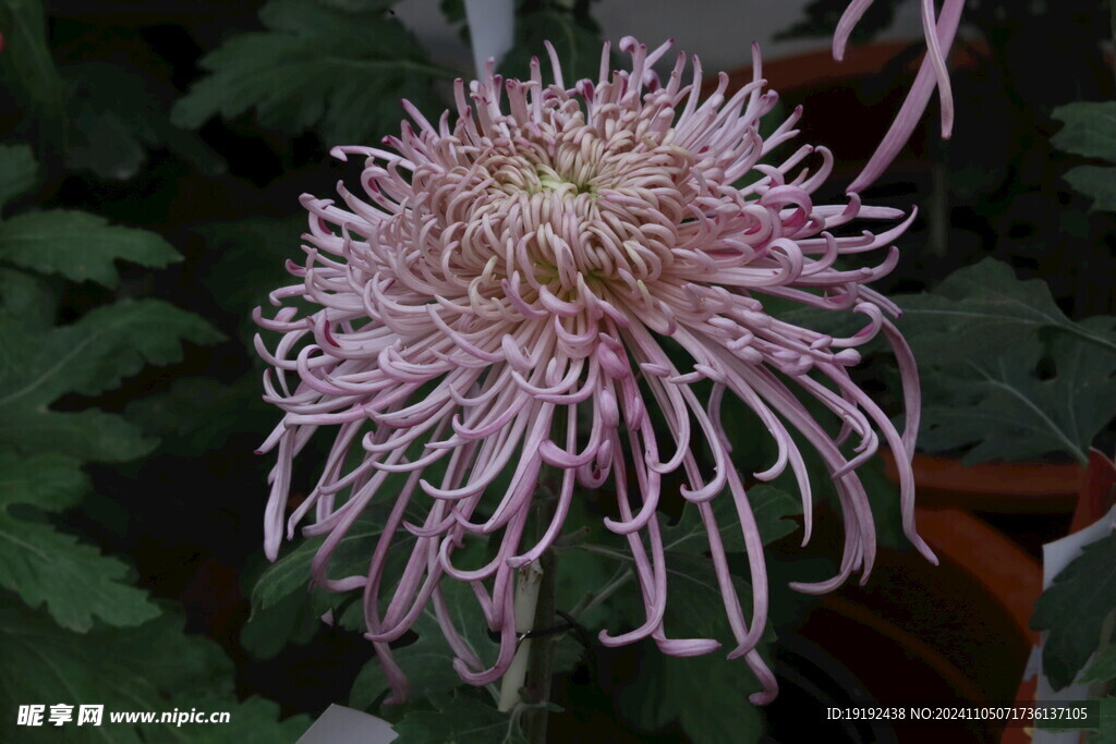 菊花  