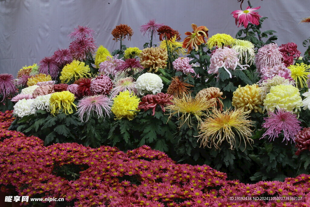 菊花  