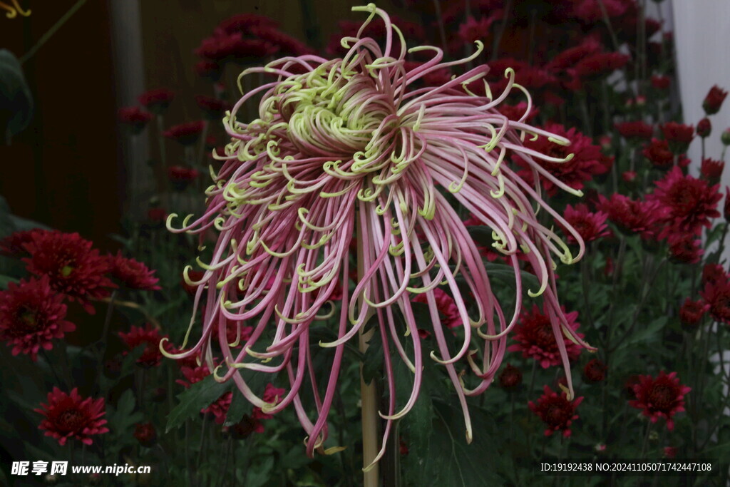 菊花  