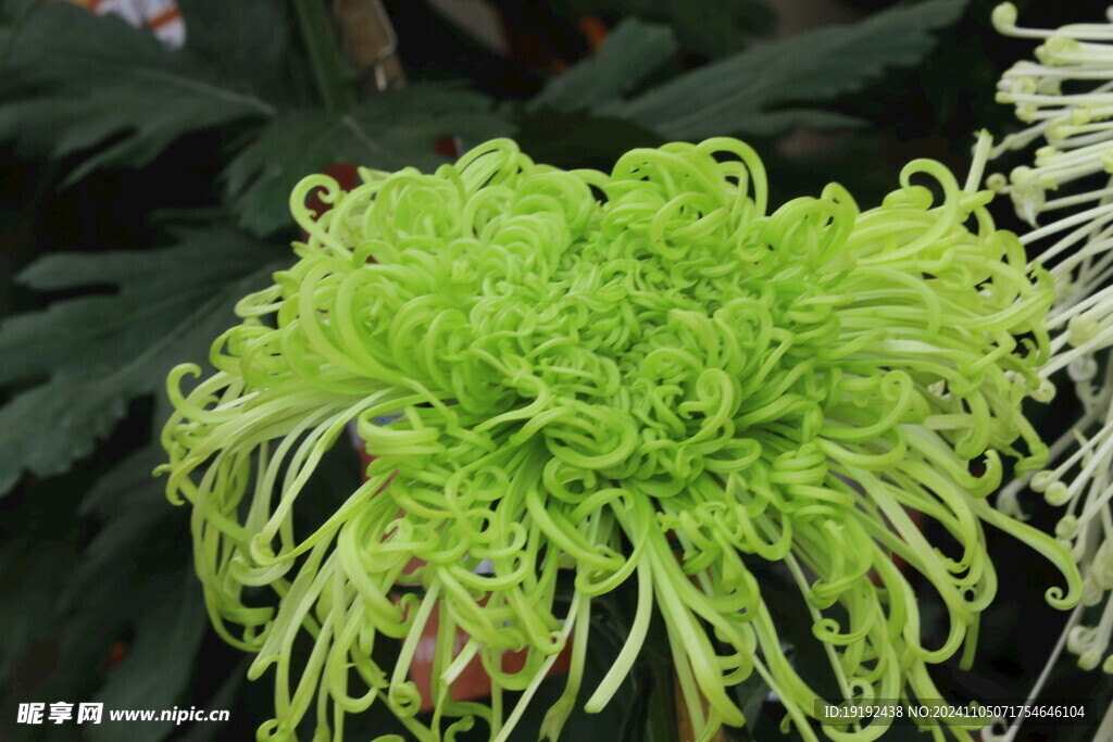 菊花  