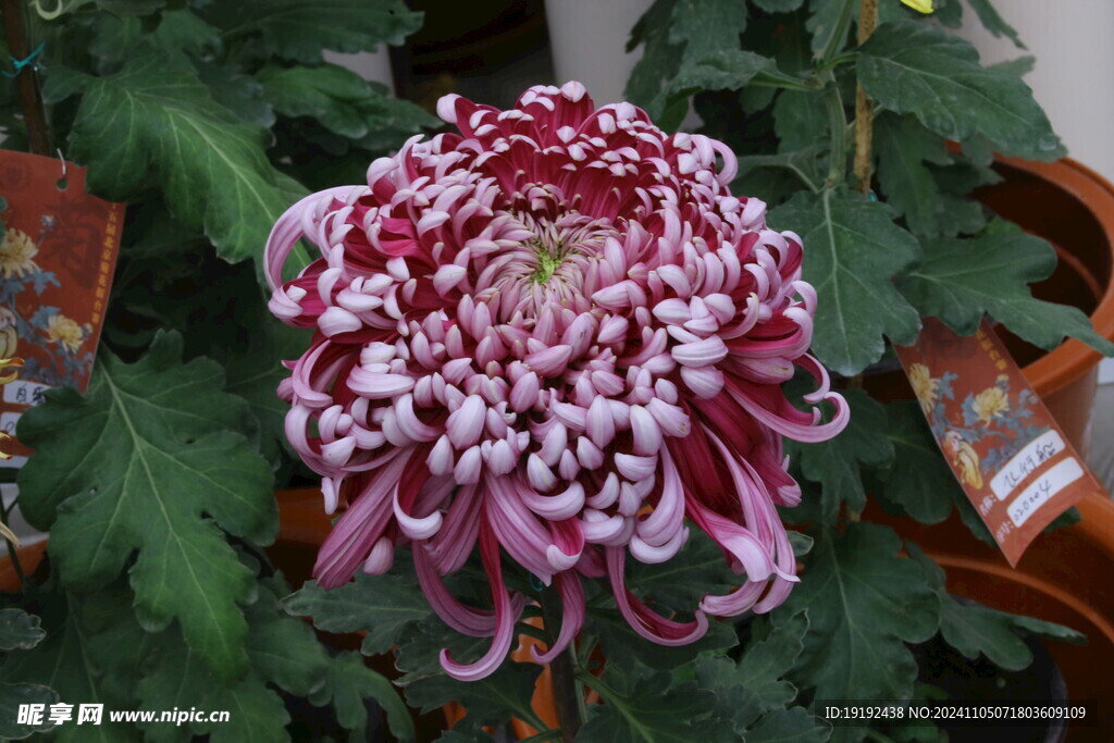 菊花 