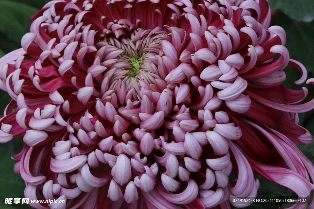 菊花 