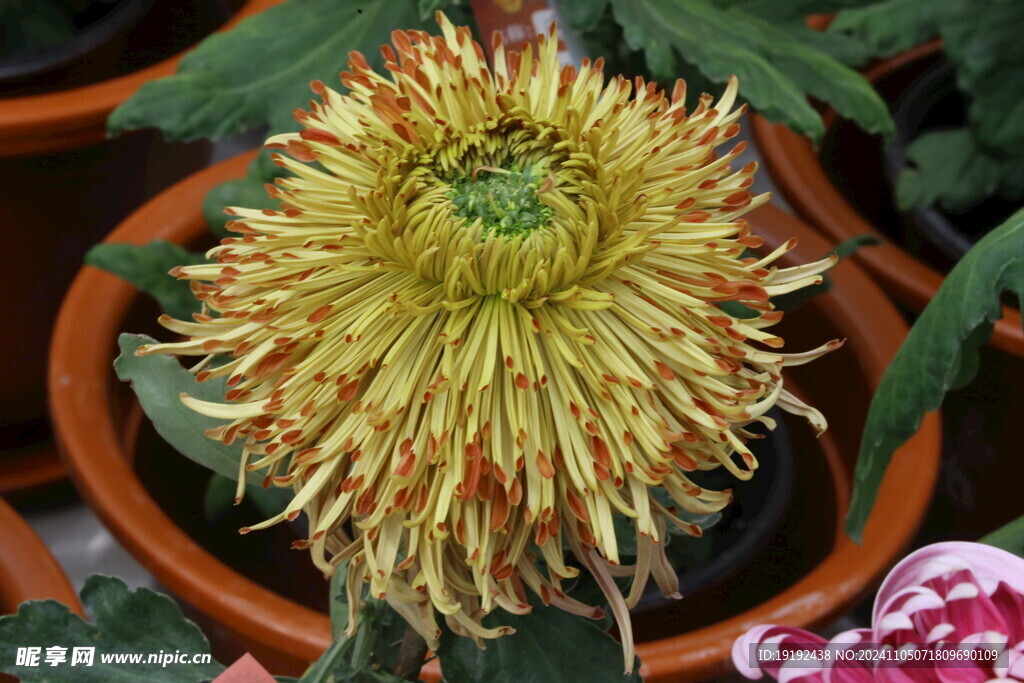 菊花  
