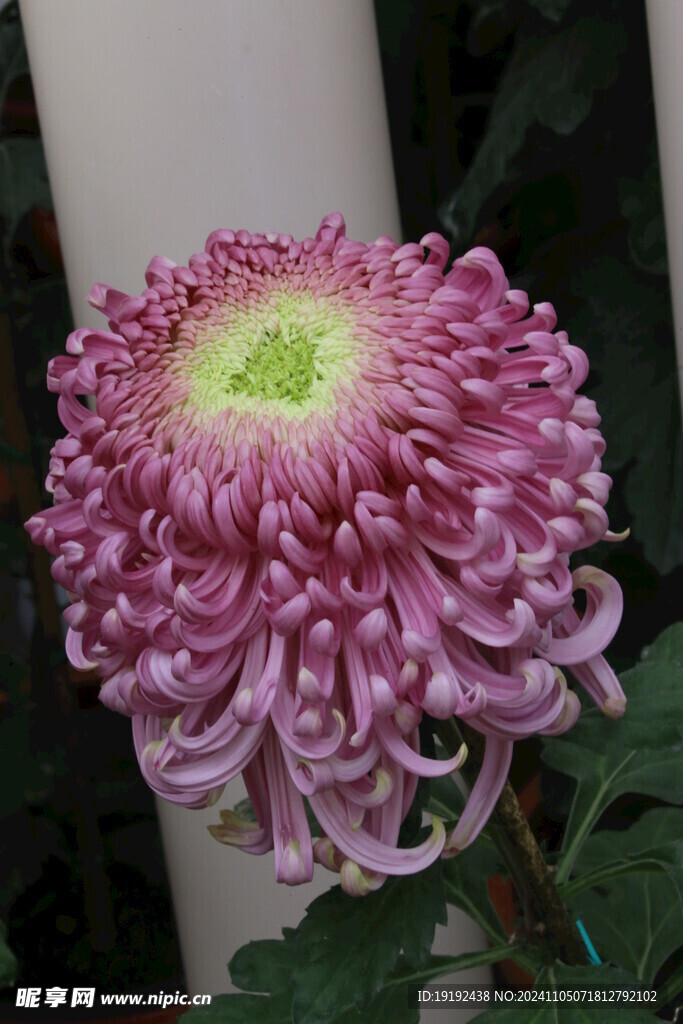 菊花  
