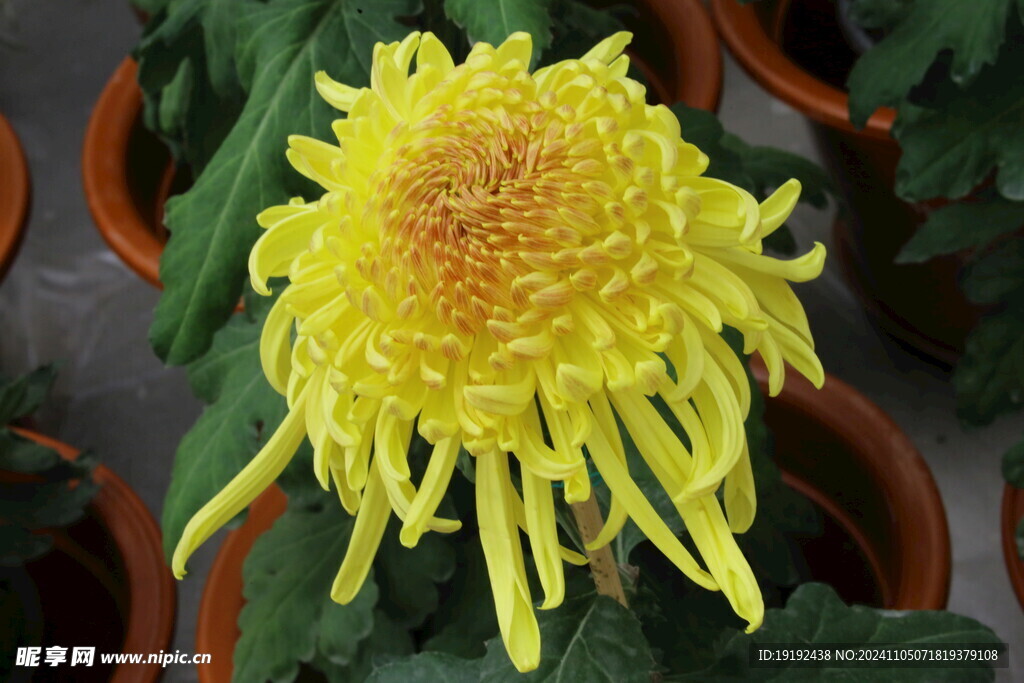 菊花 