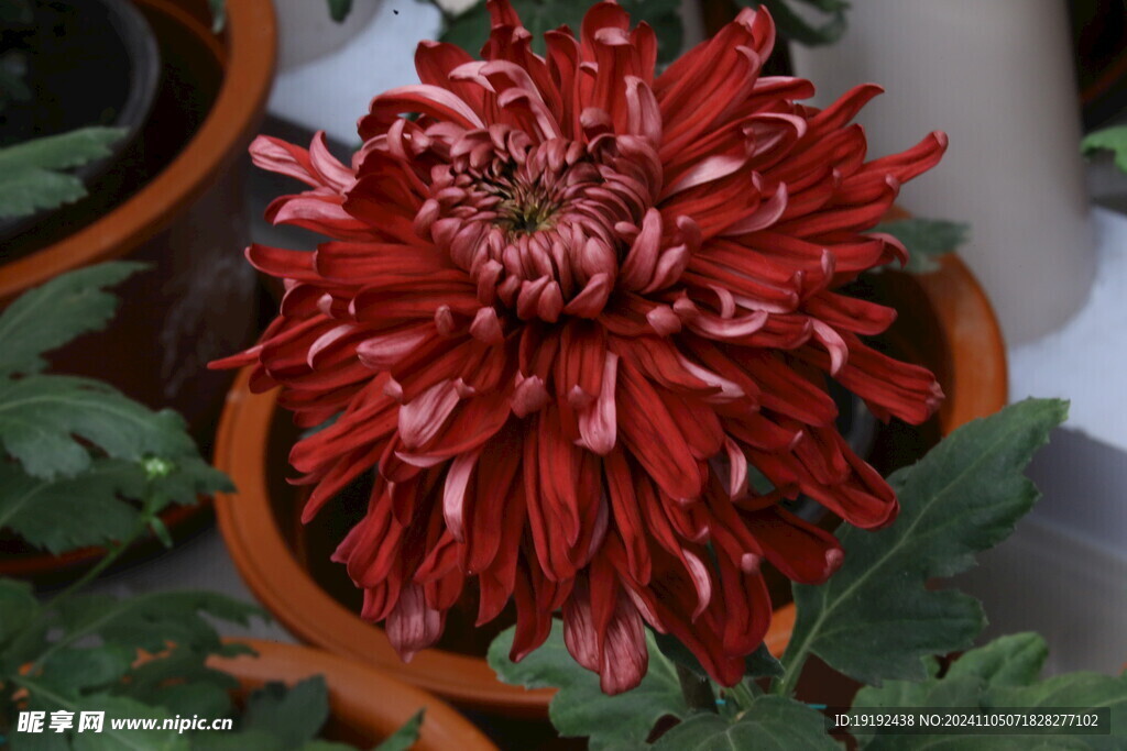 菊花  