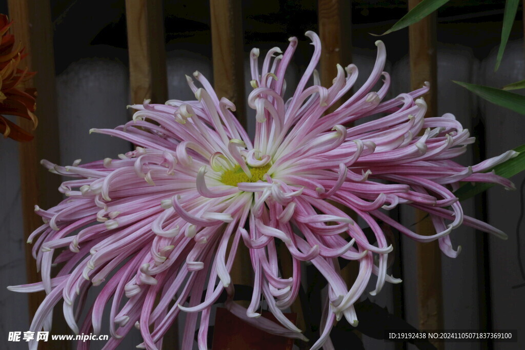 菊花 