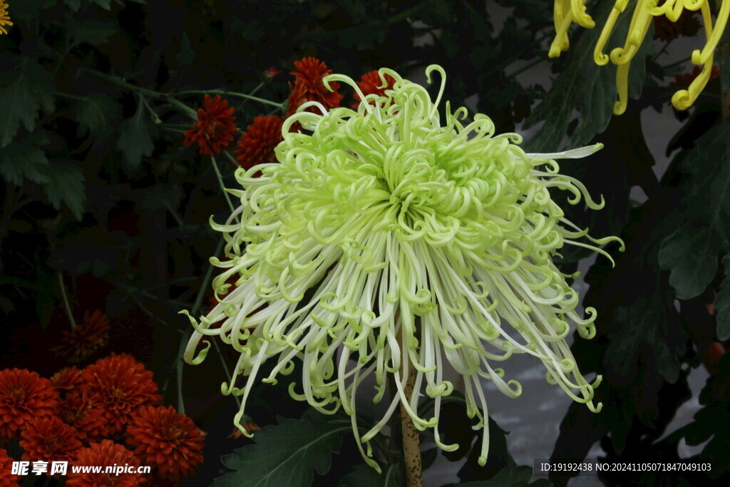 菊花  