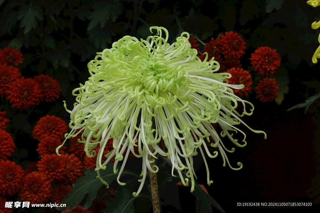 菊花  