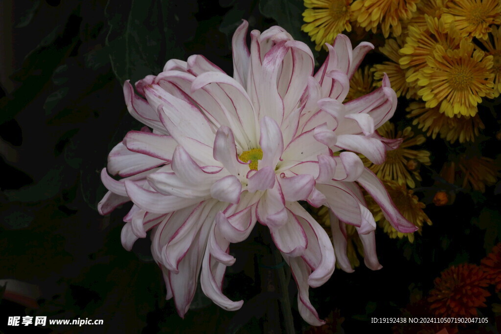 菊花  