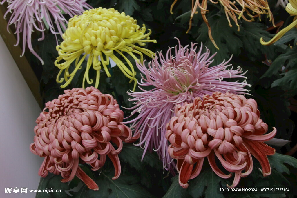菊花  