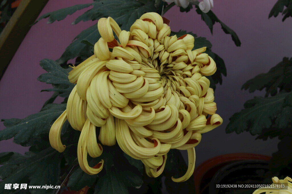 菊花  
