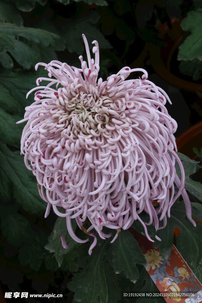 菊花 