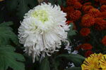 菊花 