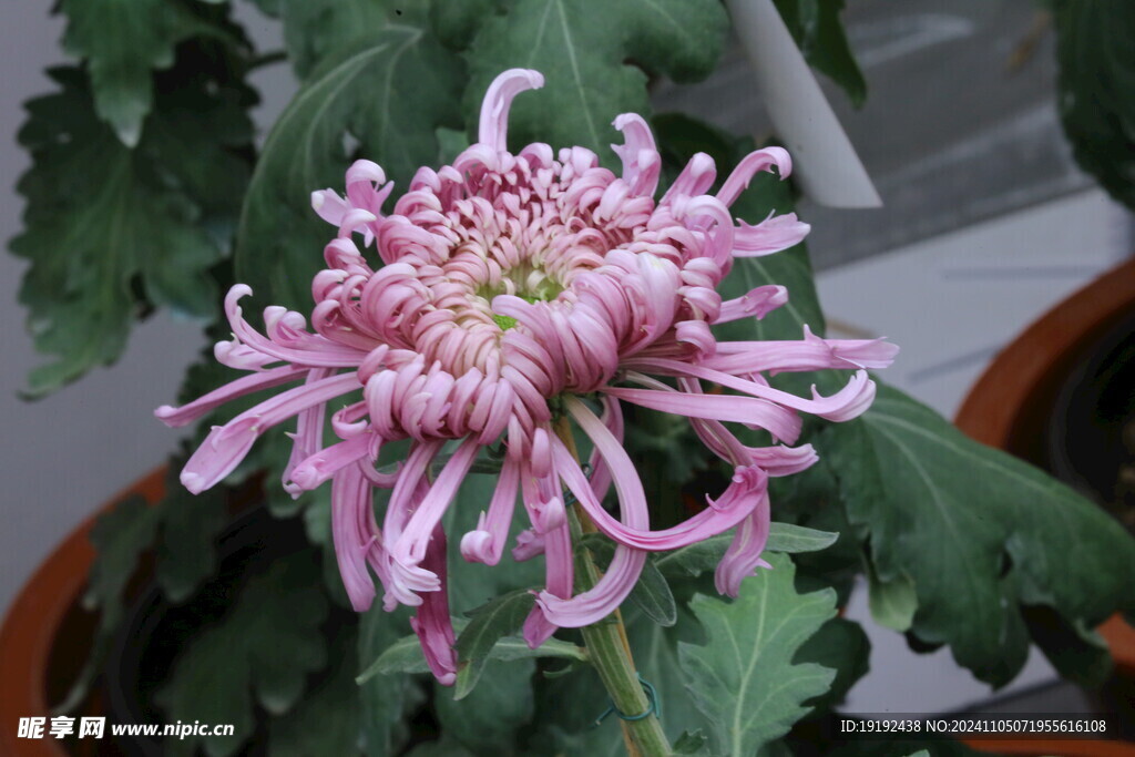 菊花  