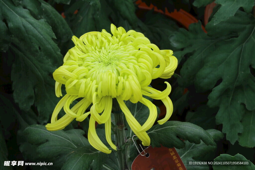 菊花 