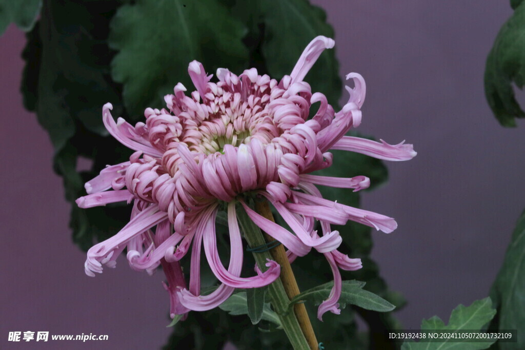菊花 